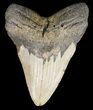Bargain, Megalodon Tooth - North Carolina #49512-1